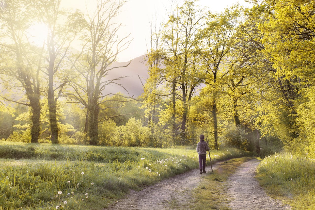 services-03 A serene scene of a person walking on a forest path surrounded by sunlit spring trees.