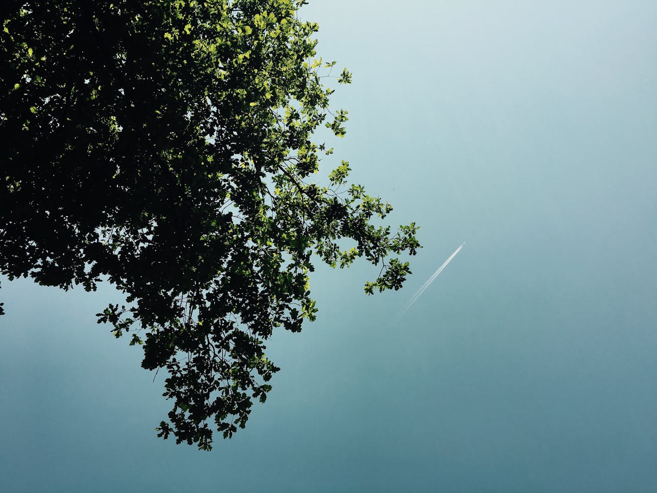 gallery-2 Leafy tree branch against a calm blue sky with contrail near Holten, Netherlands.