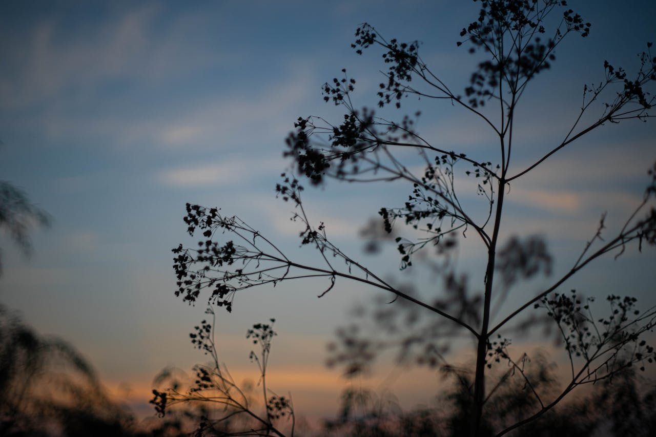 services-03 Silhouette of wildflowers against a colorful sunset sky, capturing the beauty of nature's evening elegance.