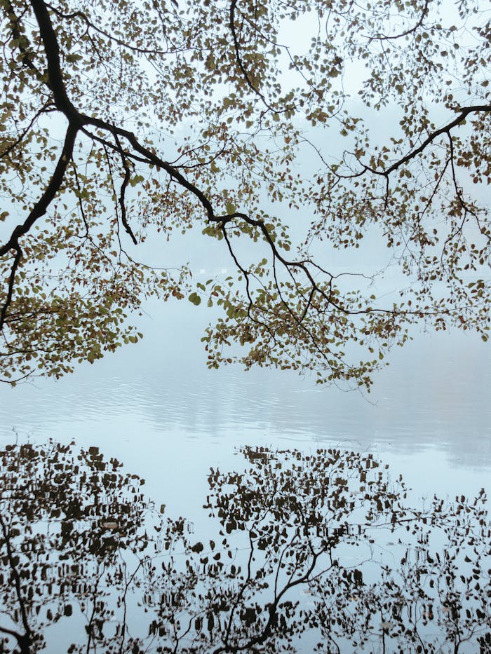 contact-img Peaceful lake scene with branches and foliage reflecting on the water, evoking tranquility.