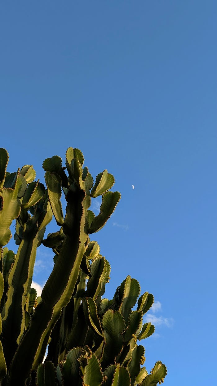 why-choose-us Cactus silhouette against a bright blue sky with the moon in Frigiliana.