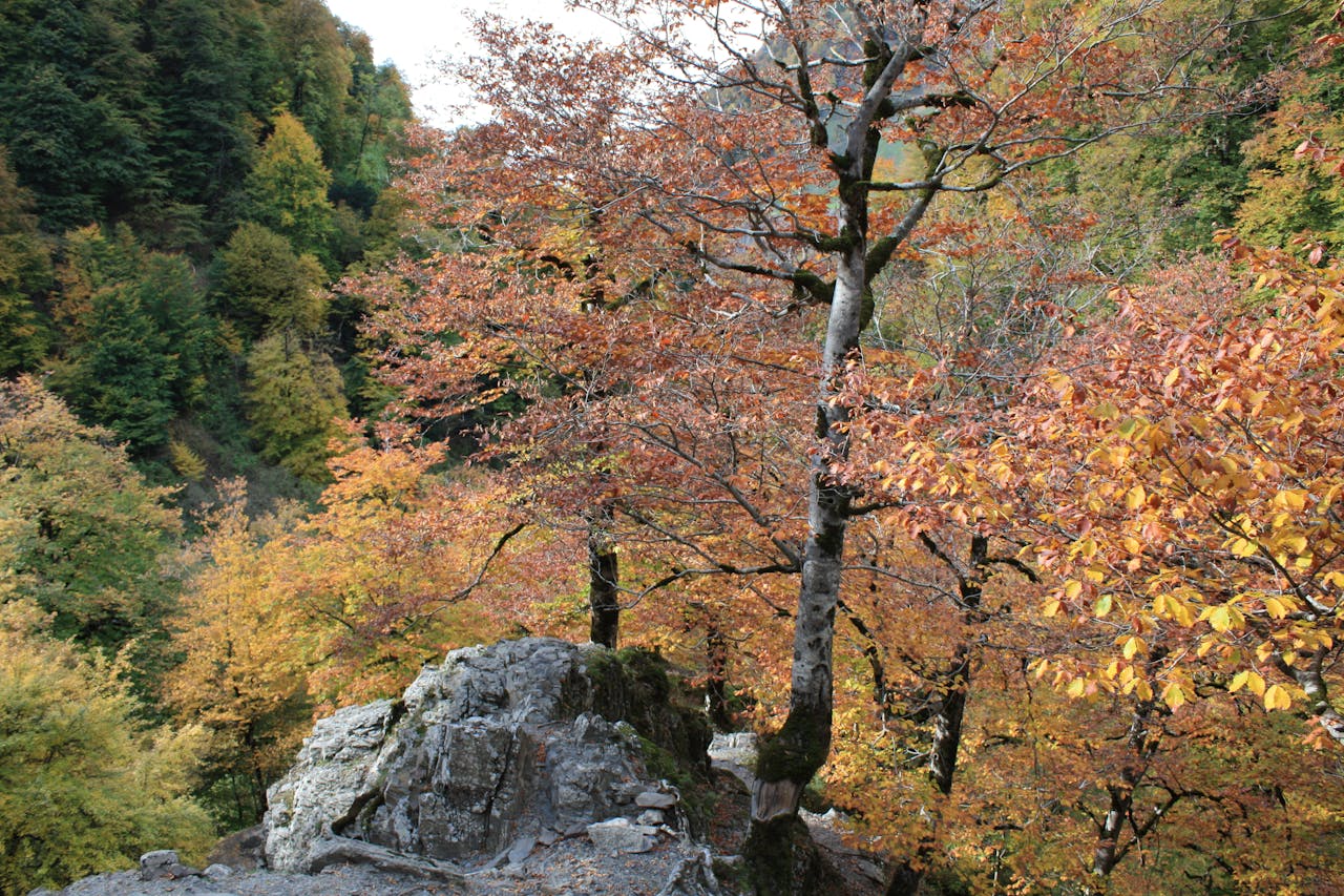 services-img Vibrant autumn forest with colorful foliage and rocky terrain.