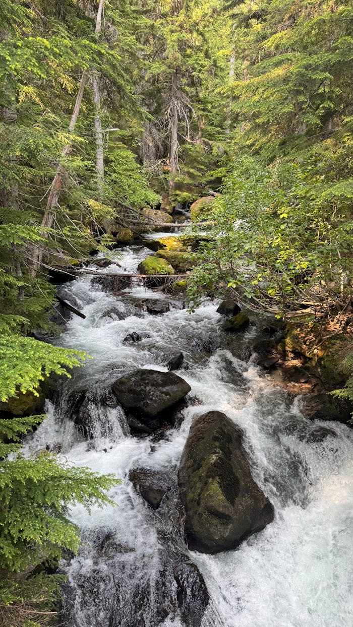 gallery-6 Beautiful stream in lush forest setting, showcasing natural beauty and tranquility.