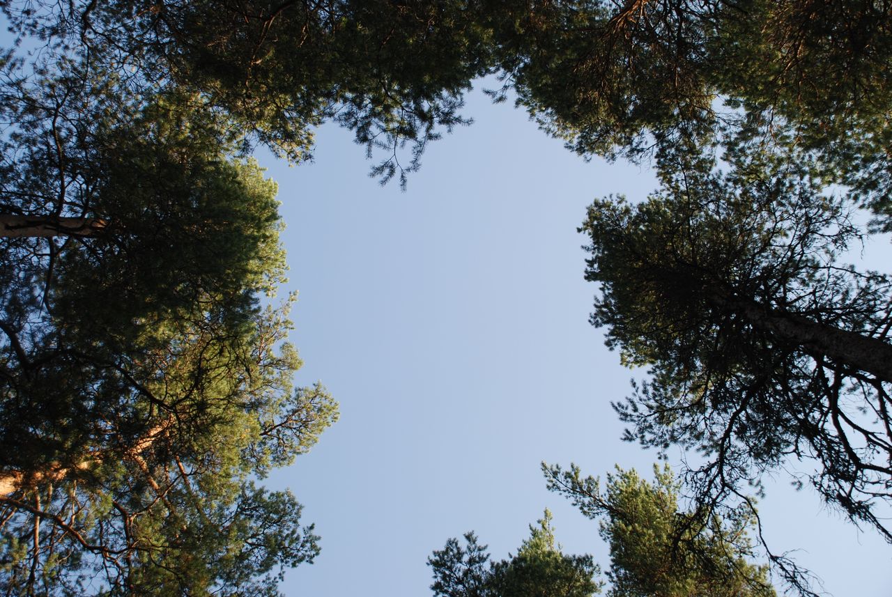 gallery-5 Looking up through towering pine trees in a forest, showcasing a clear blue sky.