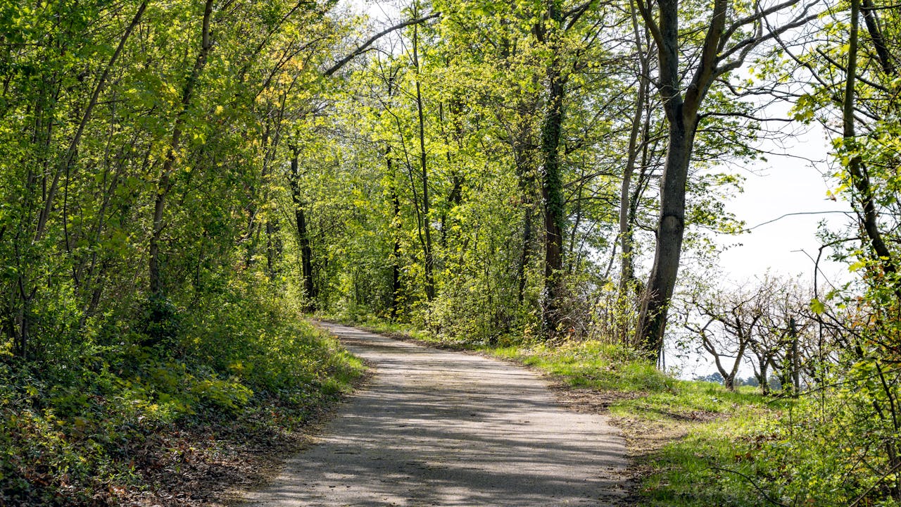 services-02 A peaceful pathway winding through a vibrant leafy forest in spring. Perfect for nature lovers.