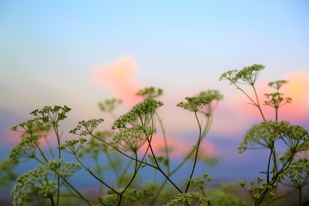 gallery-3 Delicate wildflowers silhouetted against a colorful summer sunset in an open field.