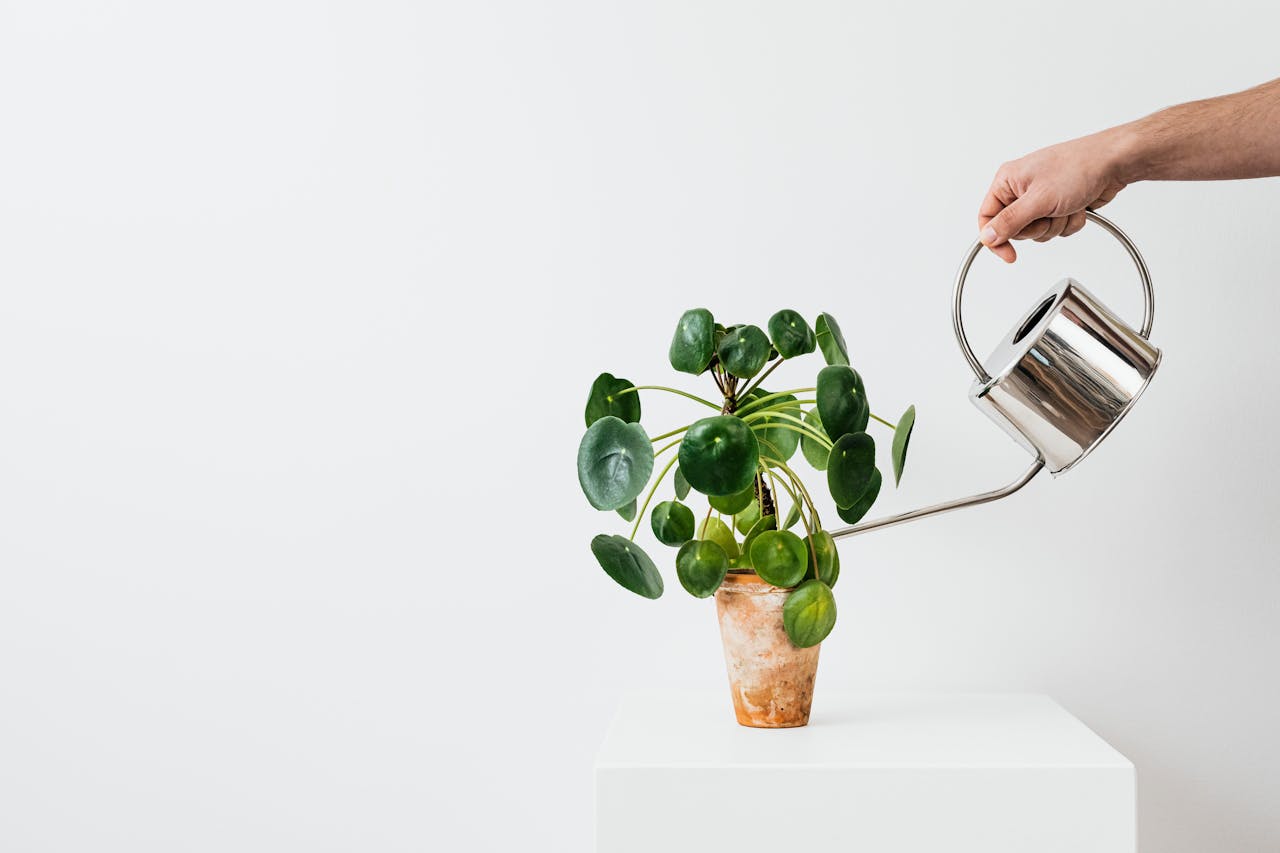 services-02 A hand waters a Chinese Money Plant in a clay pot with a metal watering can on a white background.