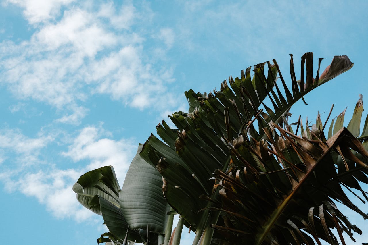 gallery-1 Low angle view of banana leaves set against a vibrant blue sky with clouds.