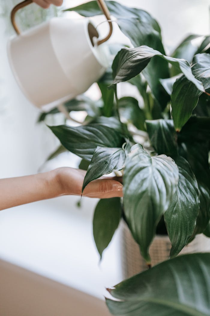 about-01 A hand carefully watering a Peace Lily plant indoors, demonstrating plant care and nurturing.